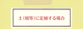 土（畑等）に定植する場合