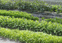 池田種苗店さんで買った種と苗だと、いい作物が獲れるんですよ