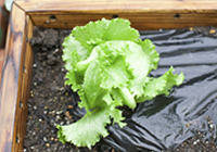 上手くできない家庭菜園で悩んでいる際にお世話になりました